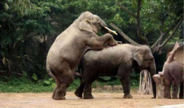 动物性行为视频大全,视频大全中的自然奇观